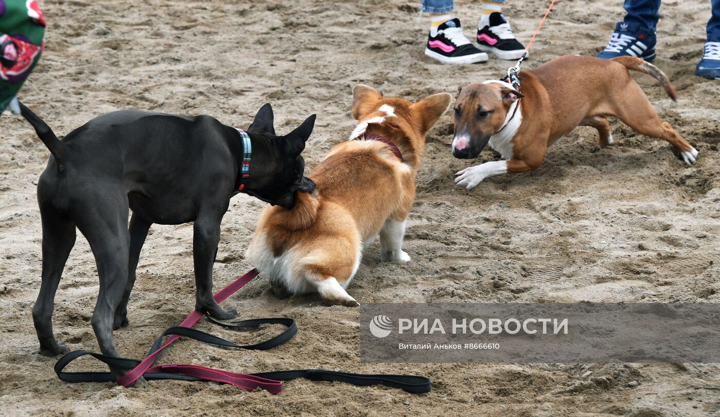 Городской пикник для собак во Владивостоке
