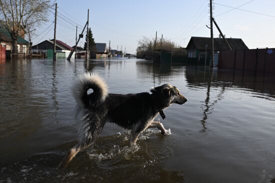 Паводок в Курганской области