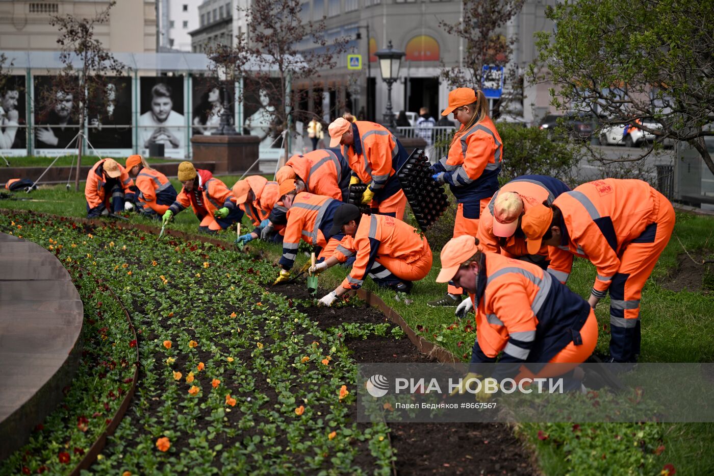 Высадка виолы у Большого театра в Москве