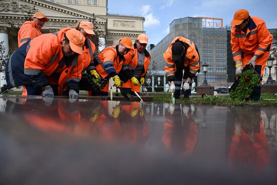 Высадка виолы у Большого театра в Москве