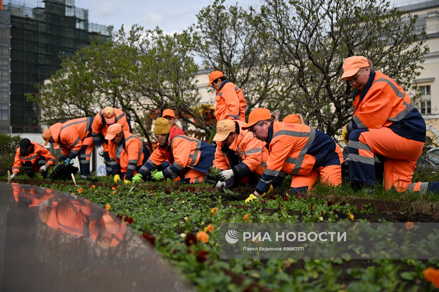 Высадка виолы у Большого театра в Москве