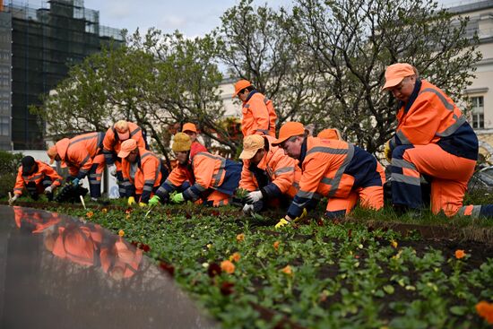 Высадка виолы у Большого театра в Москве