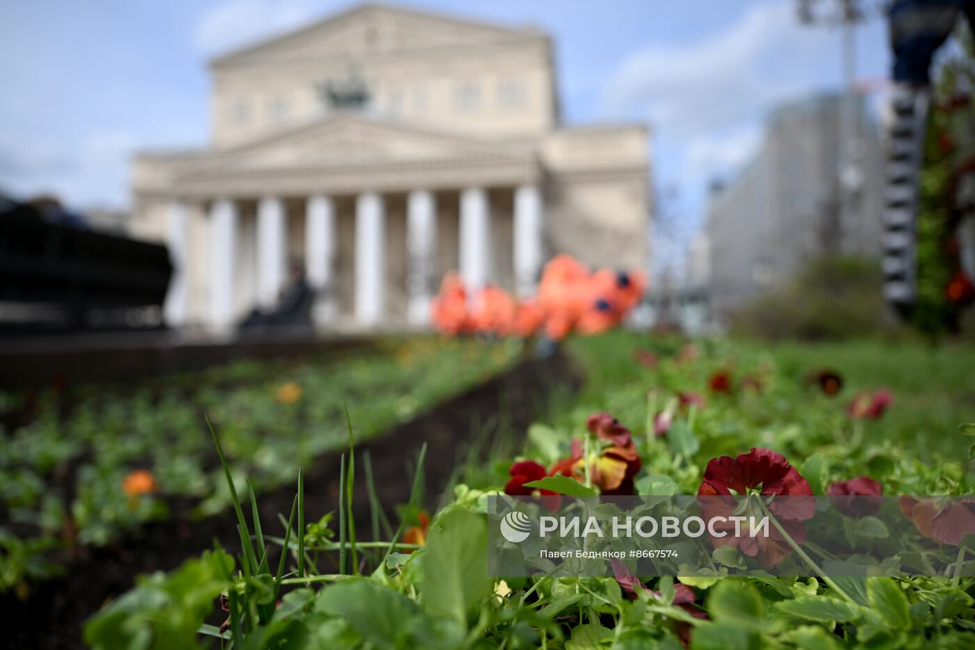 Высадка виолы у Большого театра в Москве
