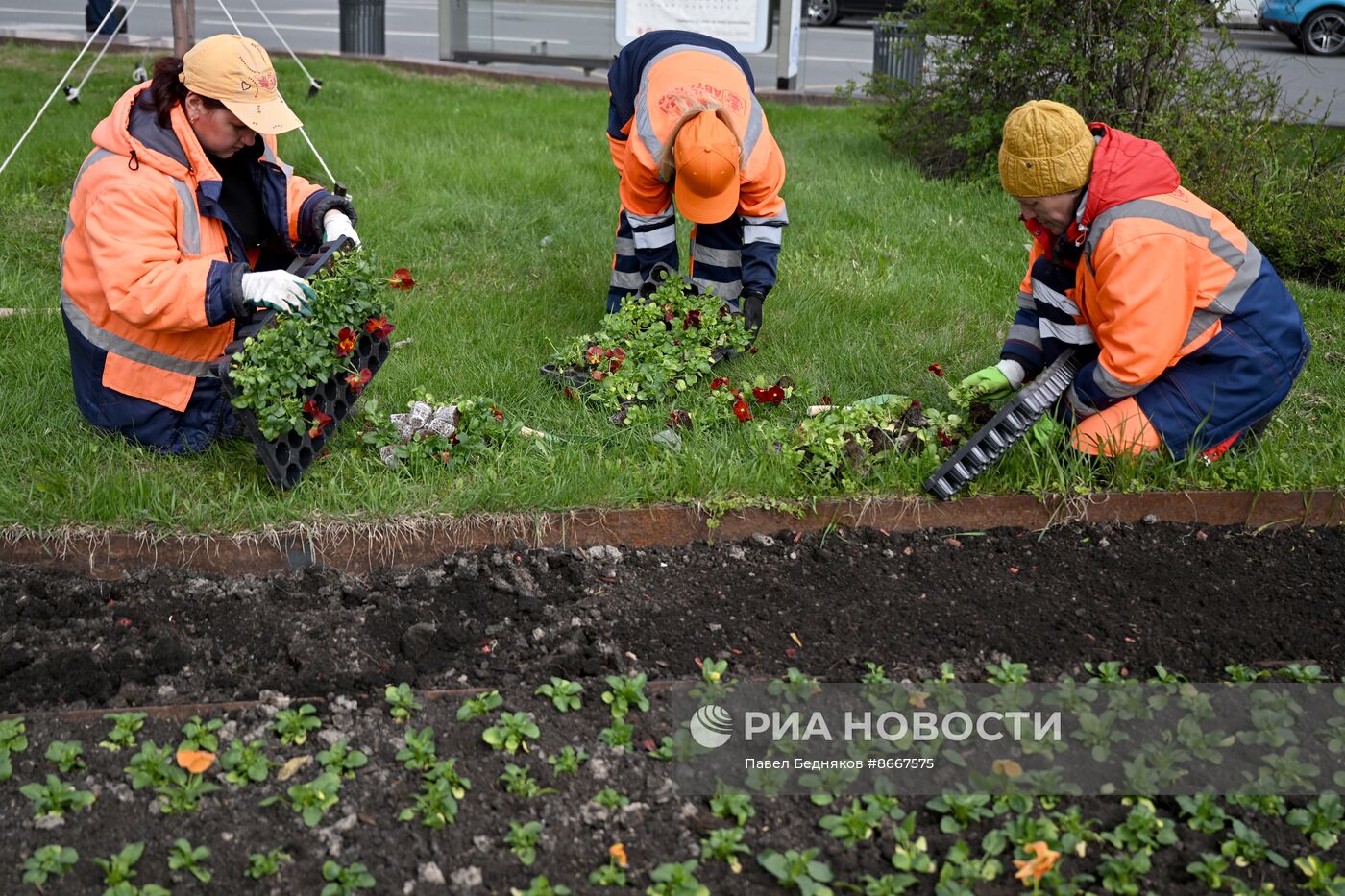 Высадка виолы у Большого театра в Москве