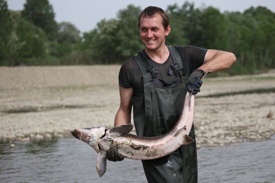 Выпуск осетровых рыб в реку в Краснодарском крае