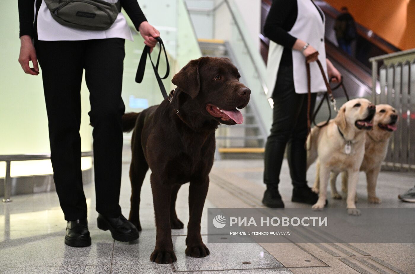 Показательное выступление собак-проводников в московском метро