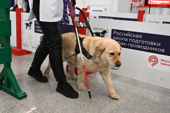 Показательное выступление собак-проводников в московском метро