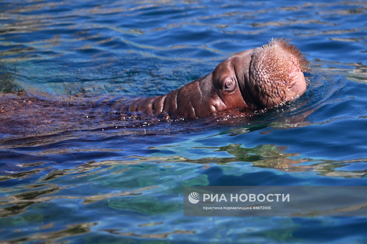 Московский зоопарк