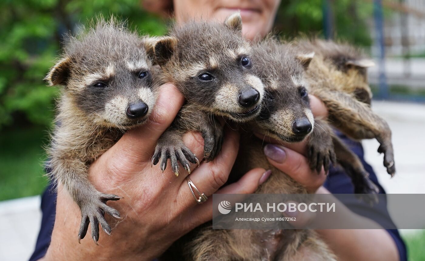 Сразу несколько енотов родились в Мариупольском зоопарке