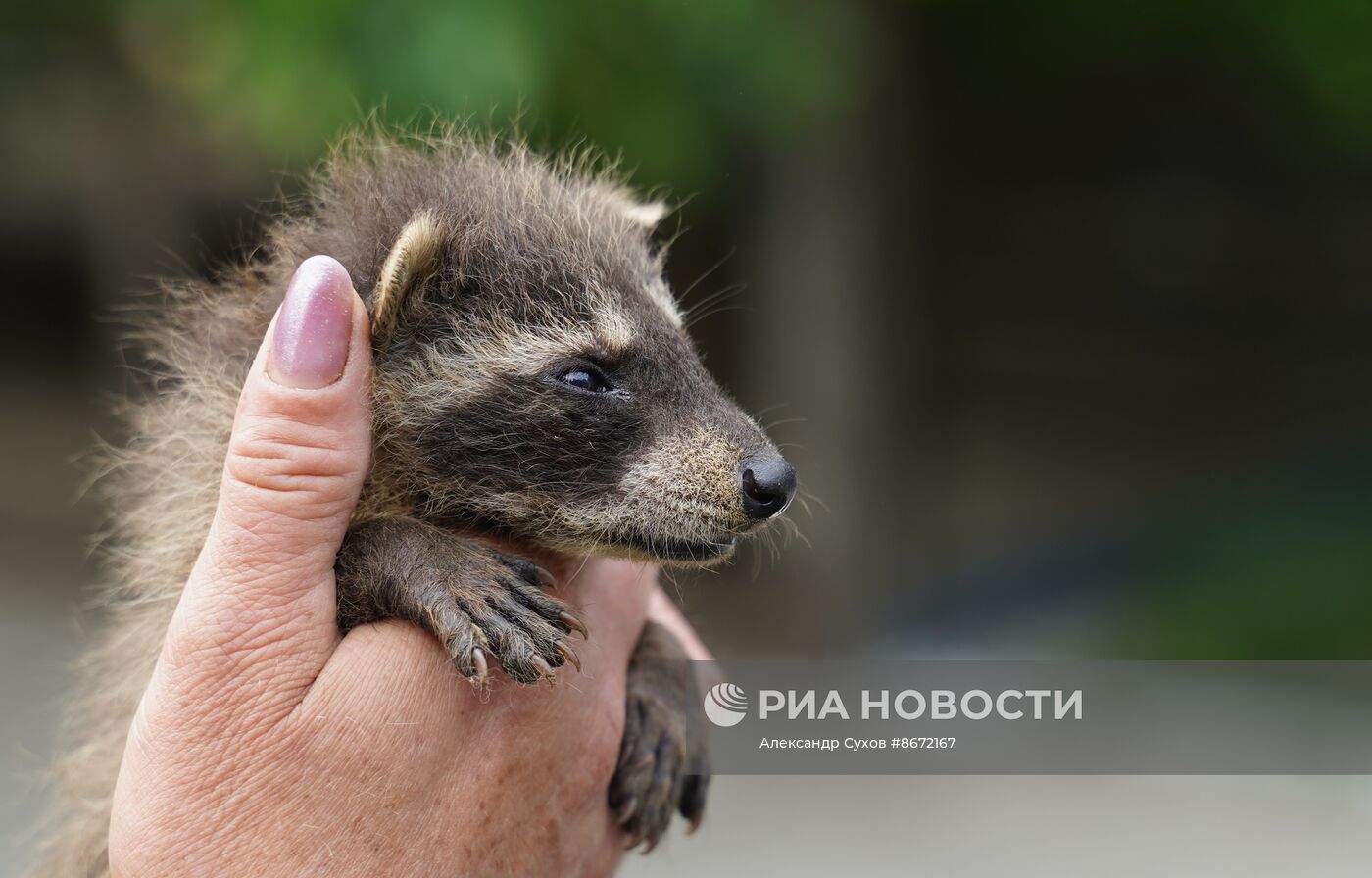 Сразу несколько енотов родились в Мариупольском зоопарке