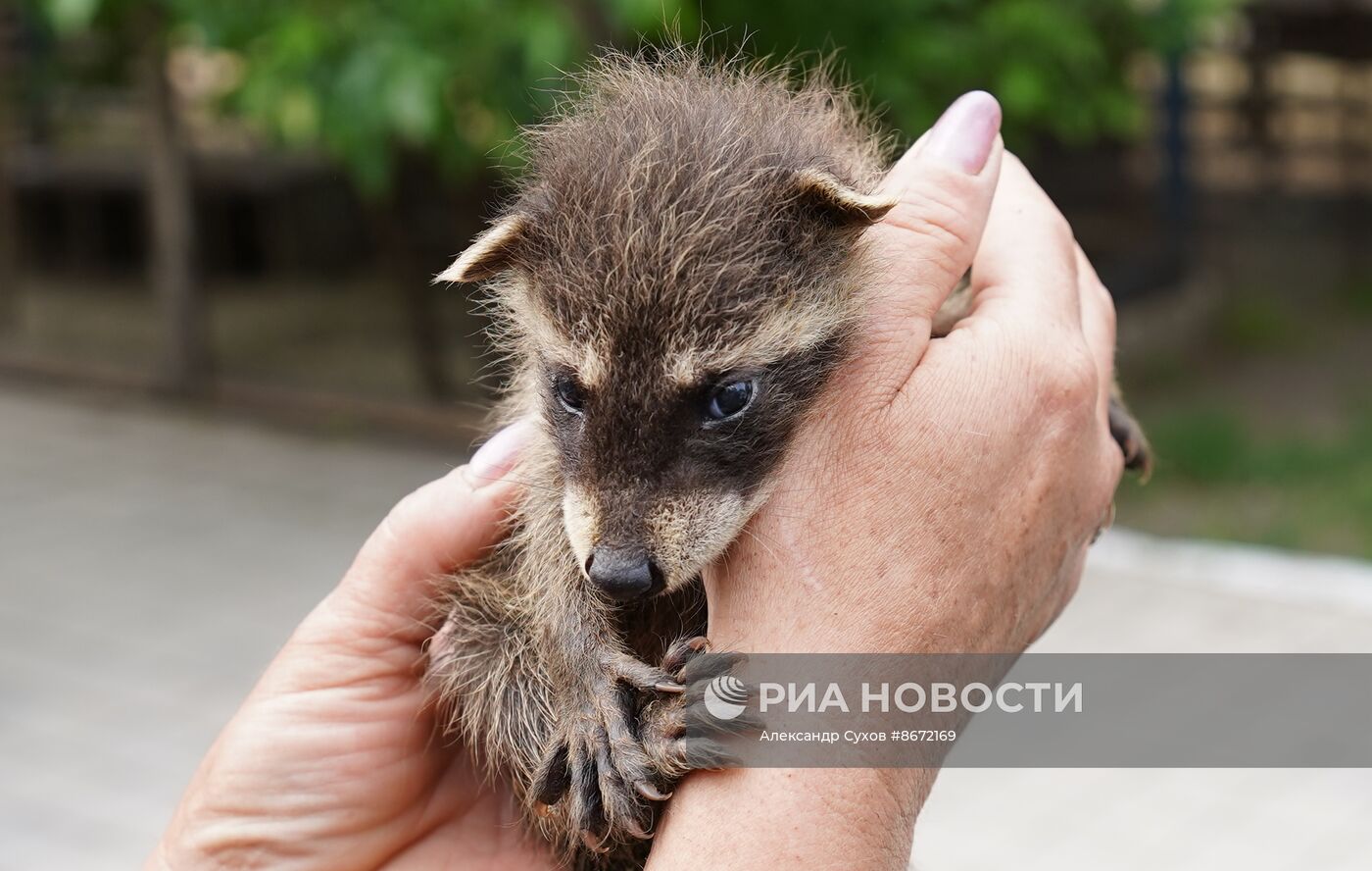 Сразу несколько енотов родились в Мариупольском зоопарке