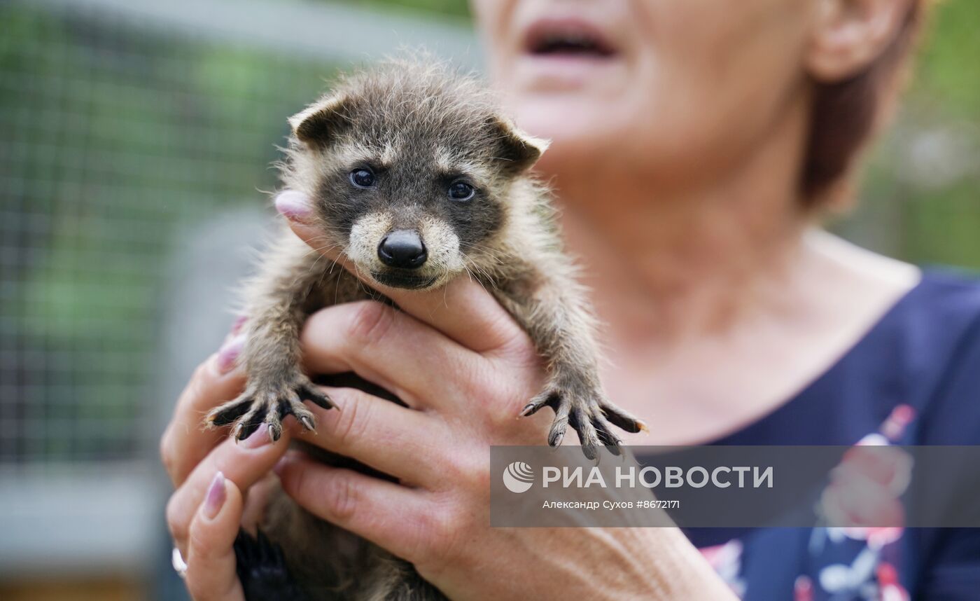 Сразу несколько енотов родились в Мариупольском зоопарке