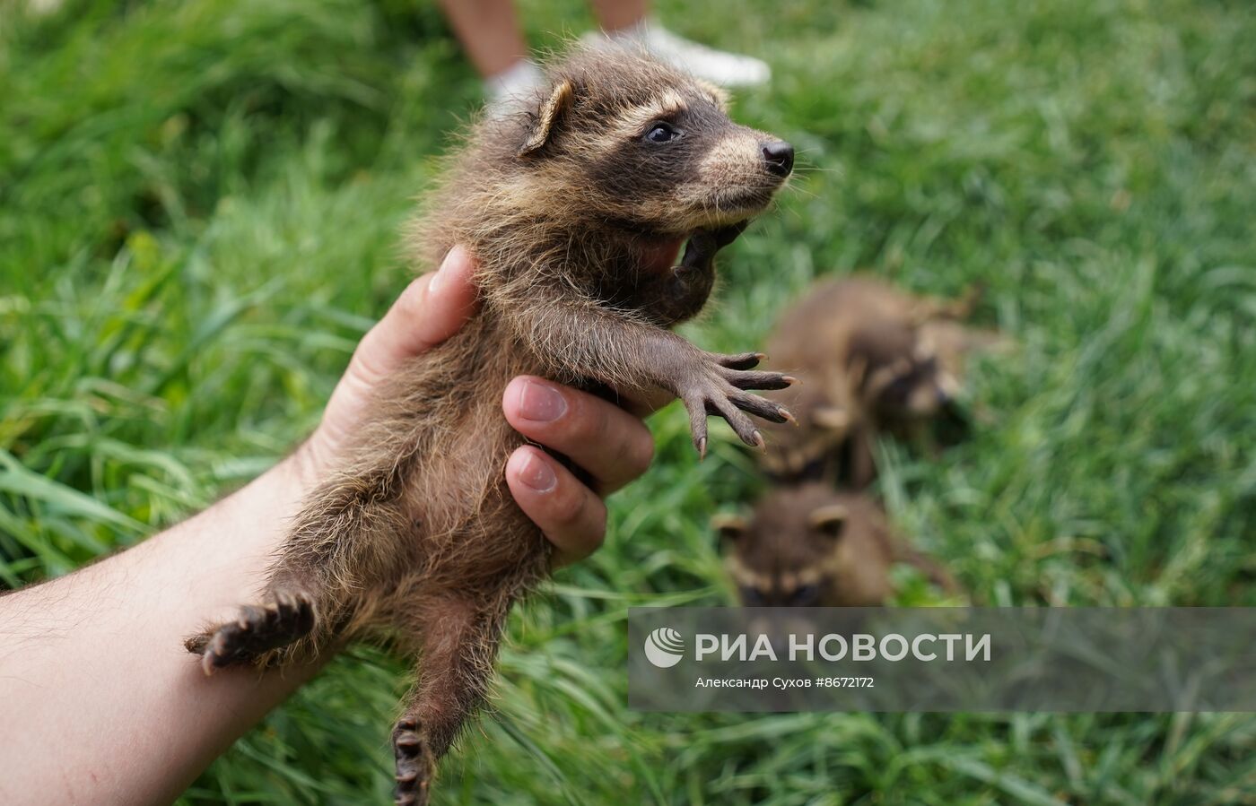Сразу несколько енотов родились в Мариупольском зоопарке