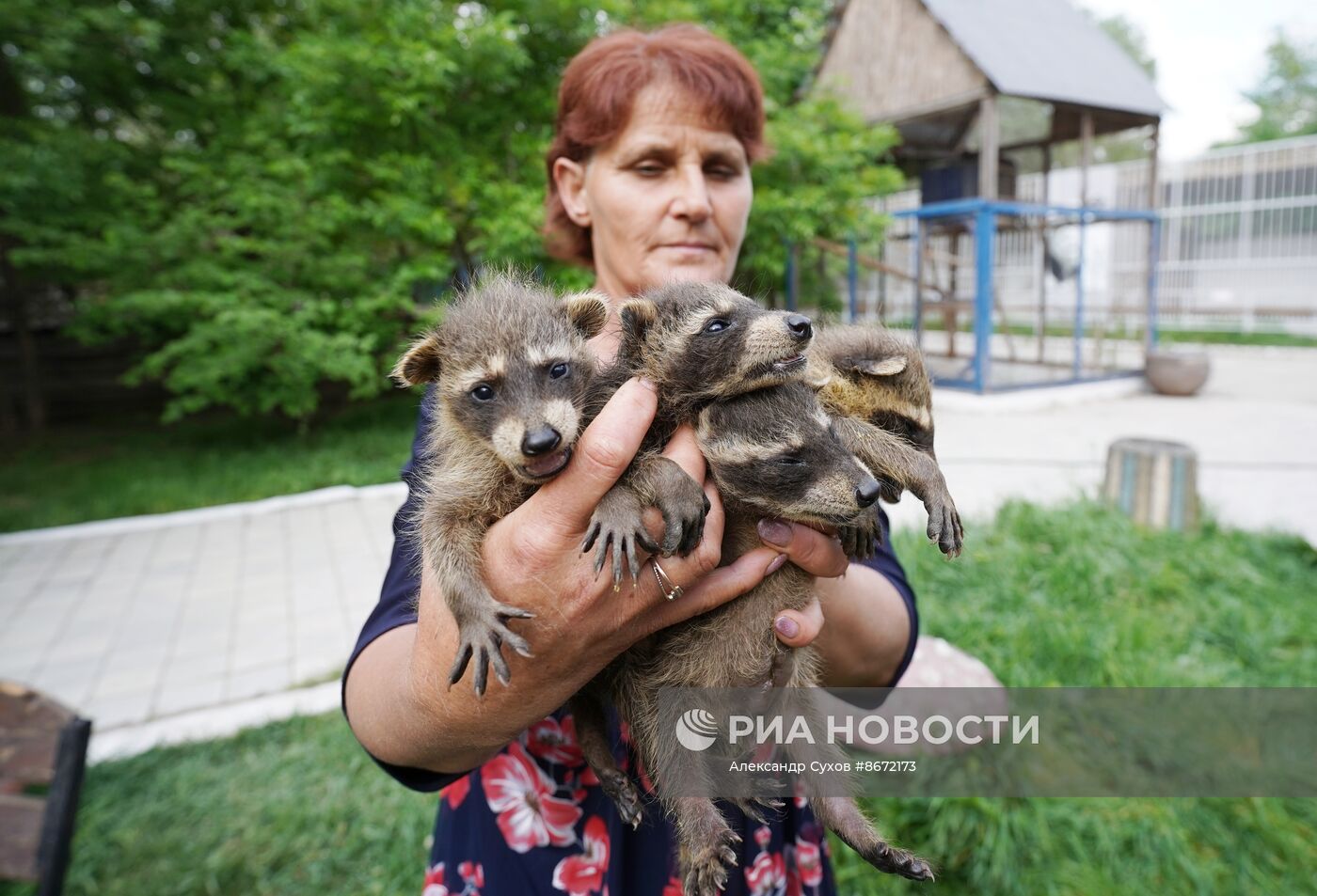 Сразу несколько енотов родились в Мариупольском зоопарке