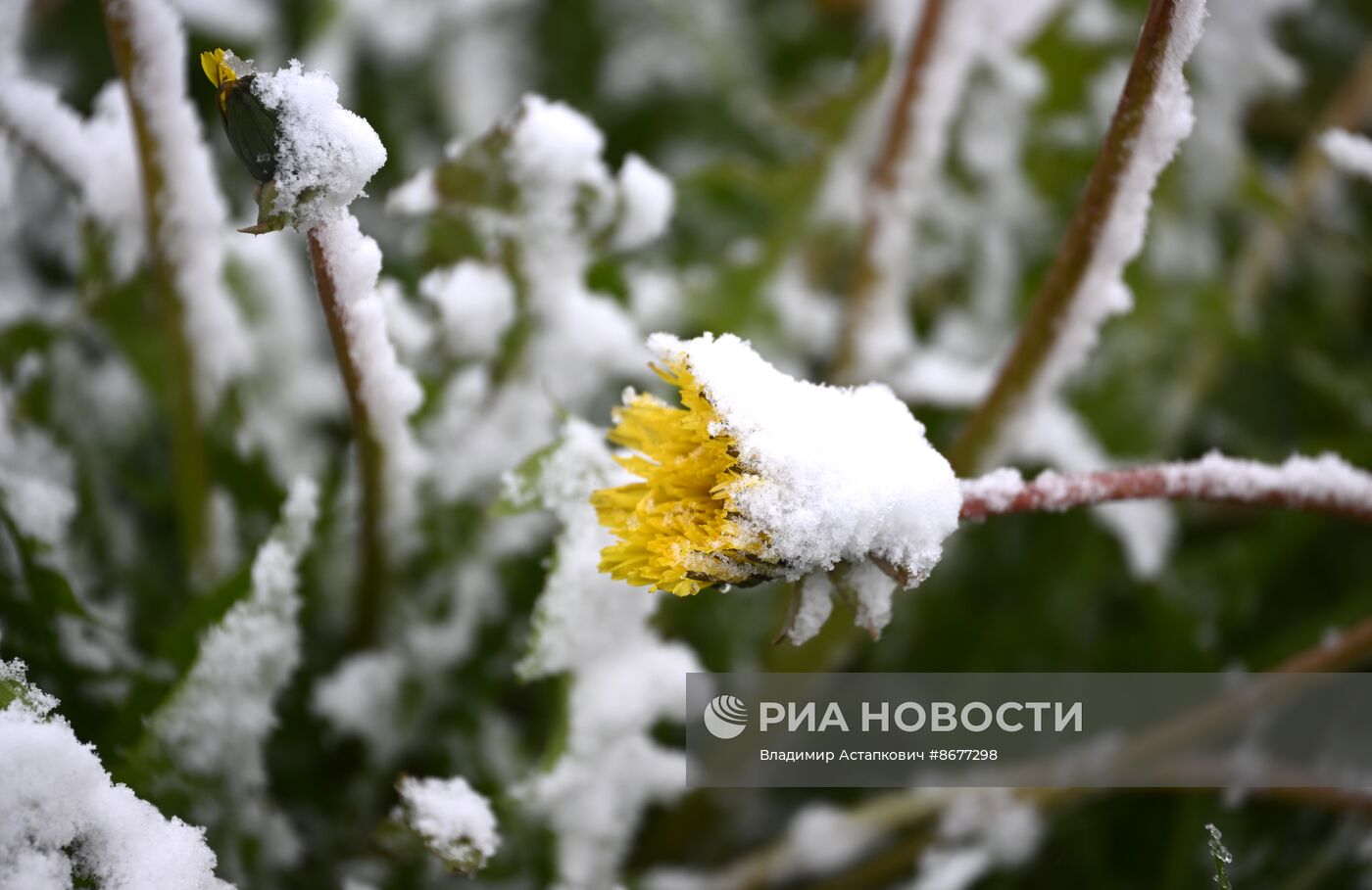 Снег в Москве