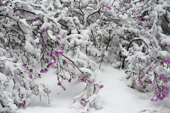 Снег в Забайкалье