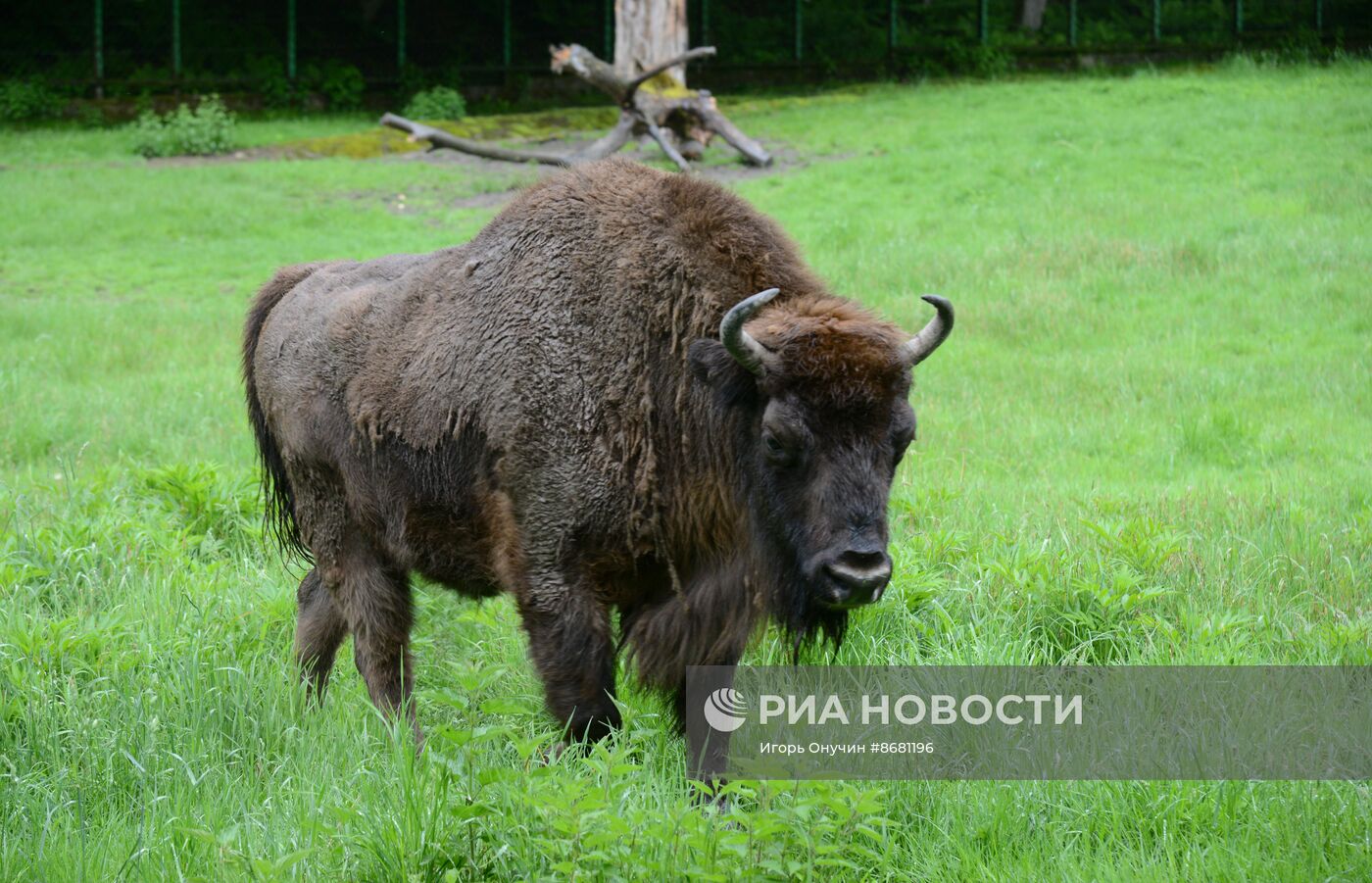 100-летие Кавказского государственного заповедника