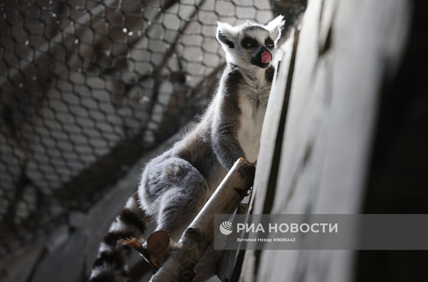 В Калининградский зоопарк впервые привезли кошачьих лемуров