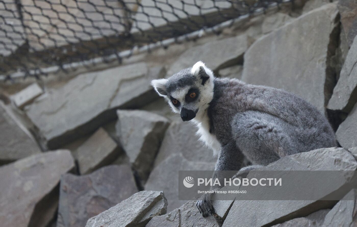 В Калининградский зоопарк впервые привезли кошачьих лемуров