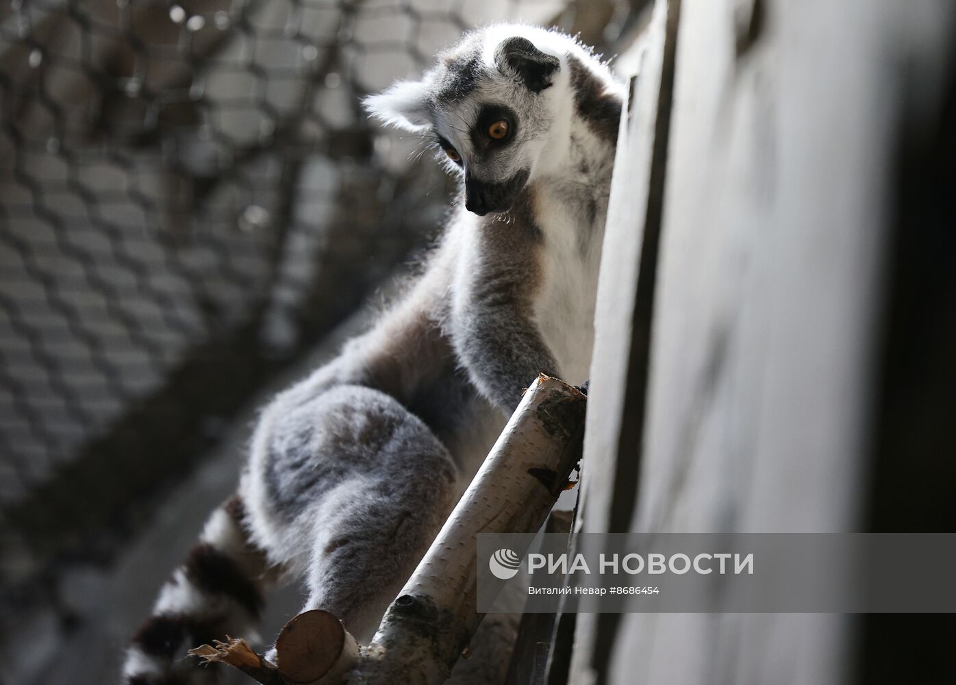 В Калининградский зоопарк впервые привезли кошачьих лемуров