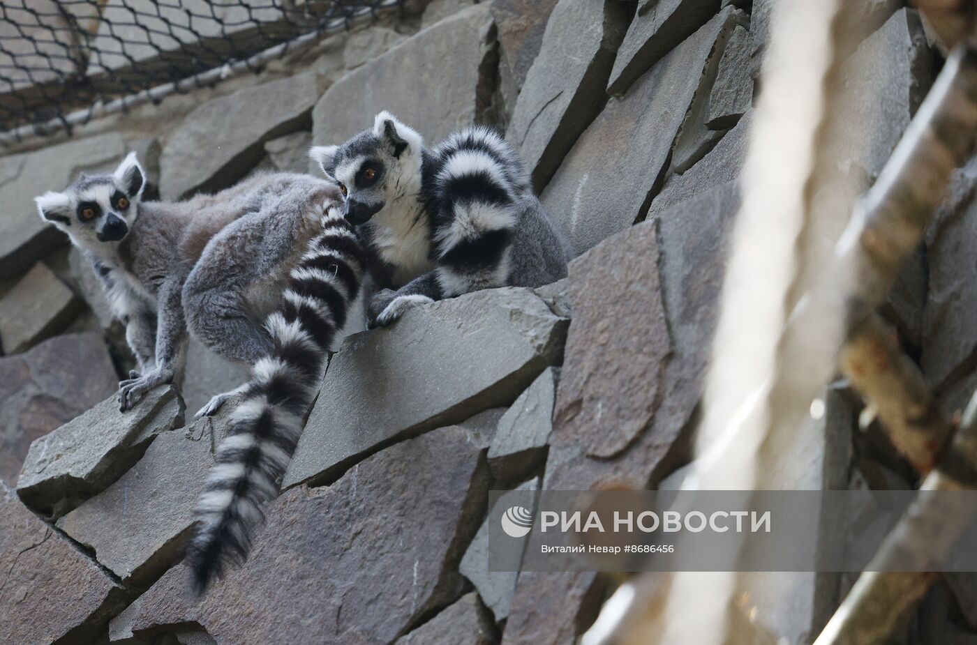 В Калининградский зоопарк впервые привезли кошачьих лемуров