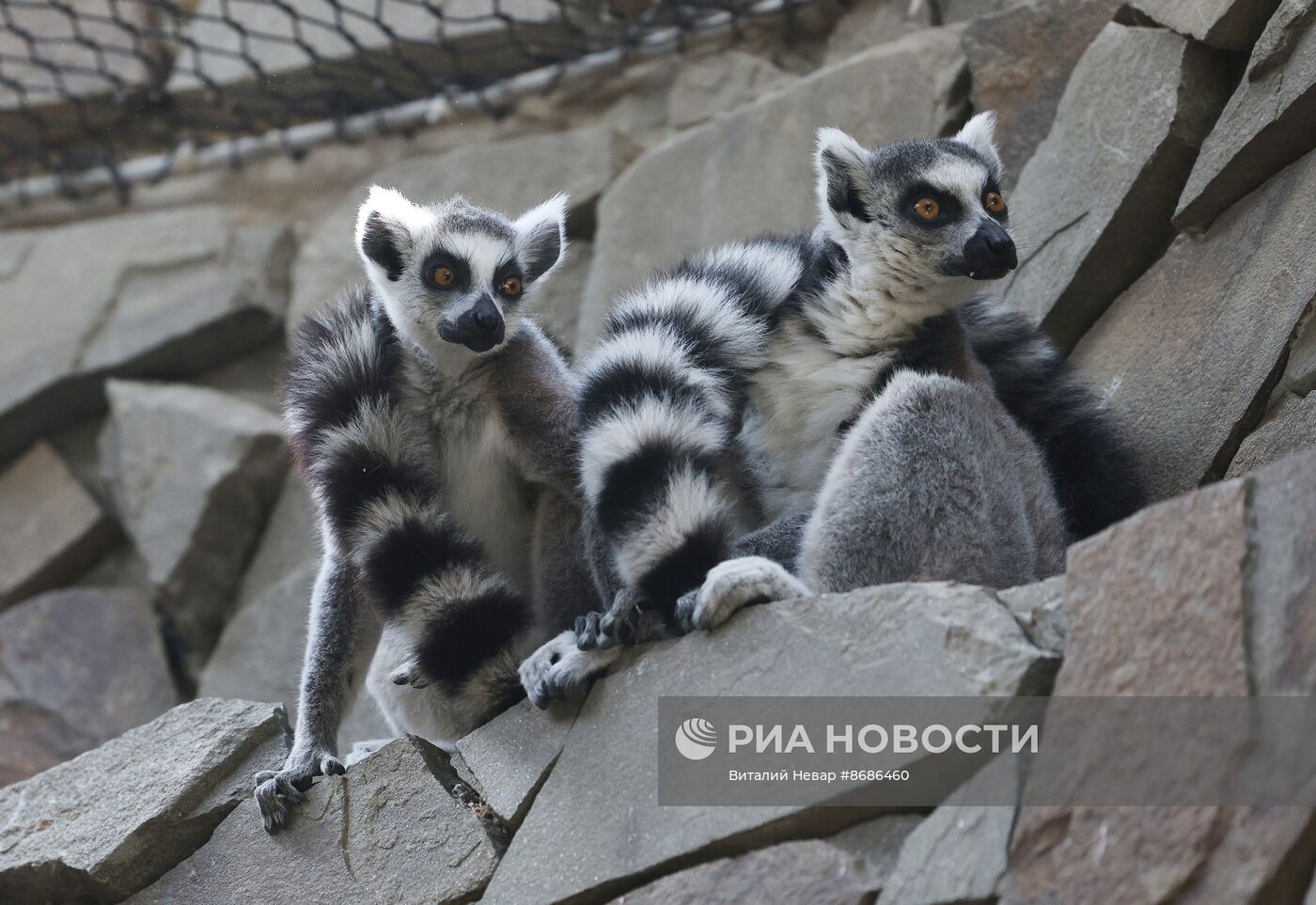 В Калининградский зоопарк впервые привезли кошачьих лемуров