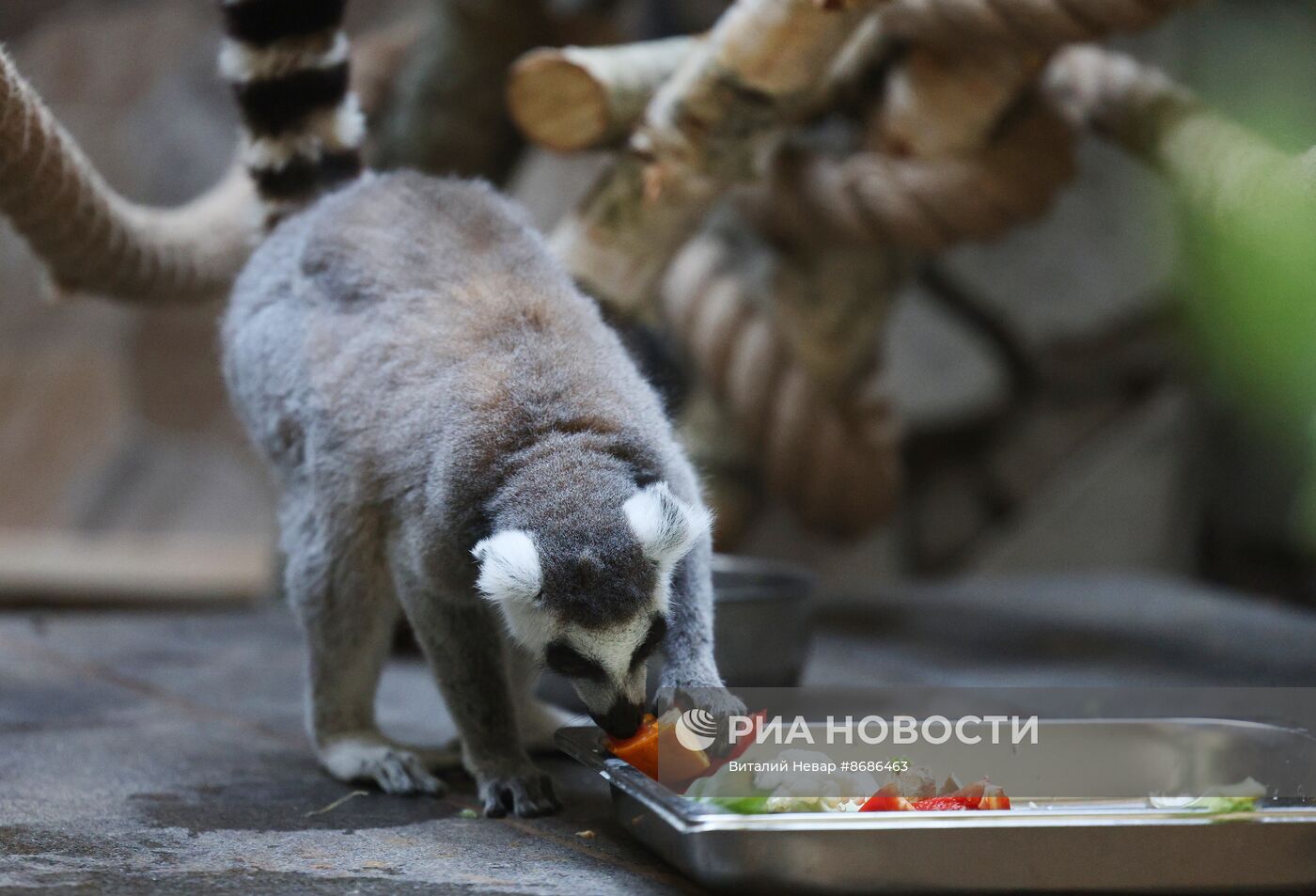 В Калининградский зоопарк впервые привезли кошачьих лемуров