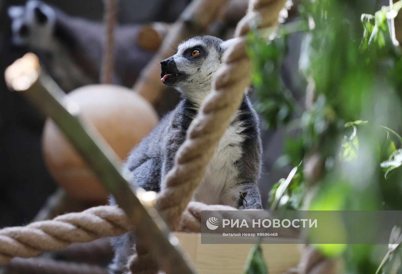 В Калининградский зоопарк впервые привезли кошачьих лемуров