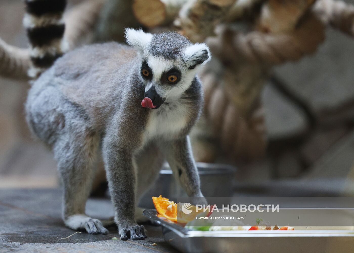 В Калининградский зоопарк впервые привезли кошачьих лемуров