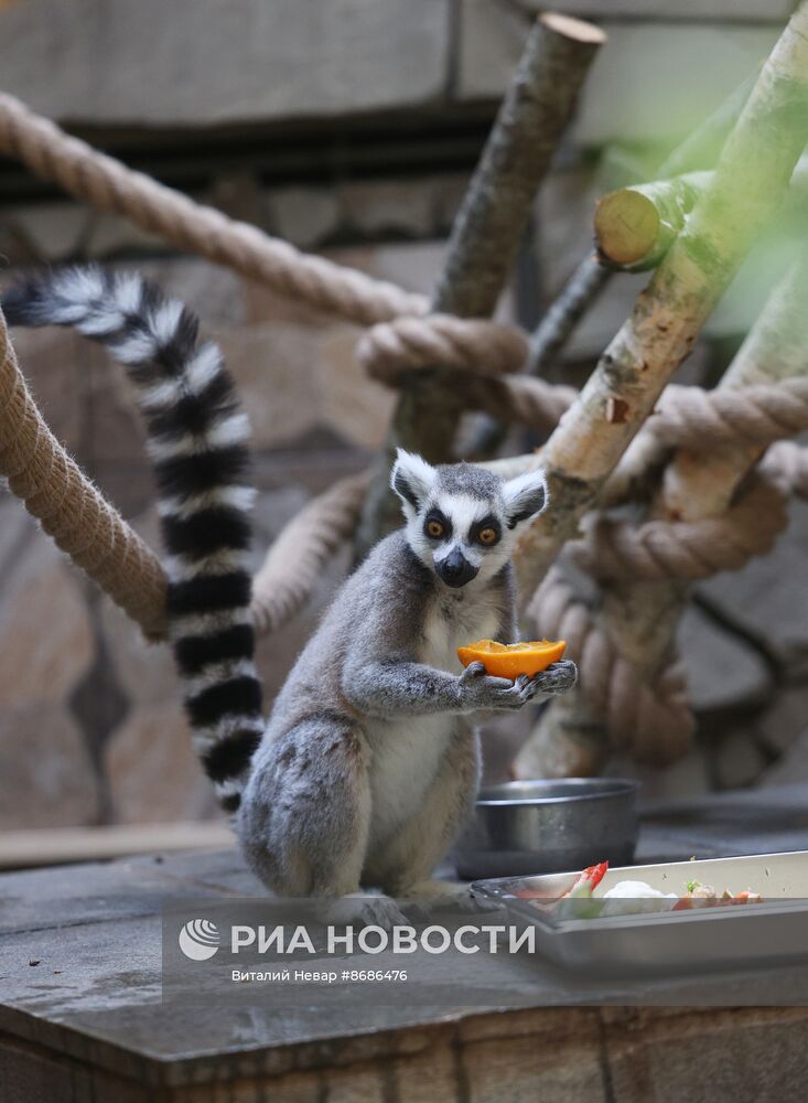 В Калининградский зоопарк впервые привезли кошачьих лемуров