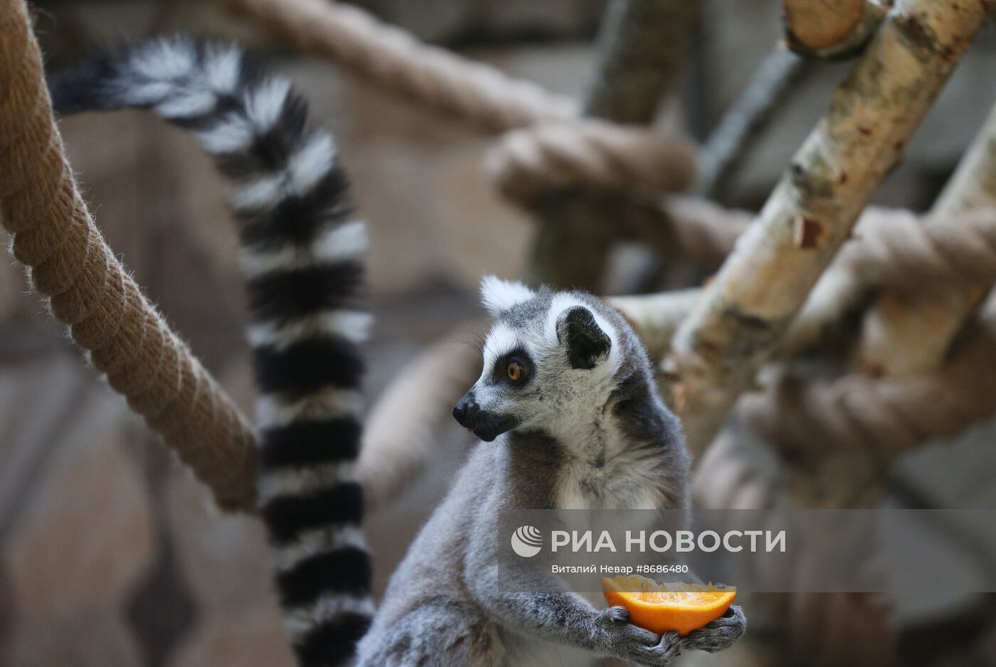 В Калининградский зоопарк впервые привезли кошачьих лемуров