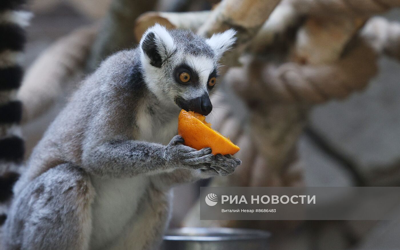 В Калининградский зоопарк впервые привезли кошачьих лемуров