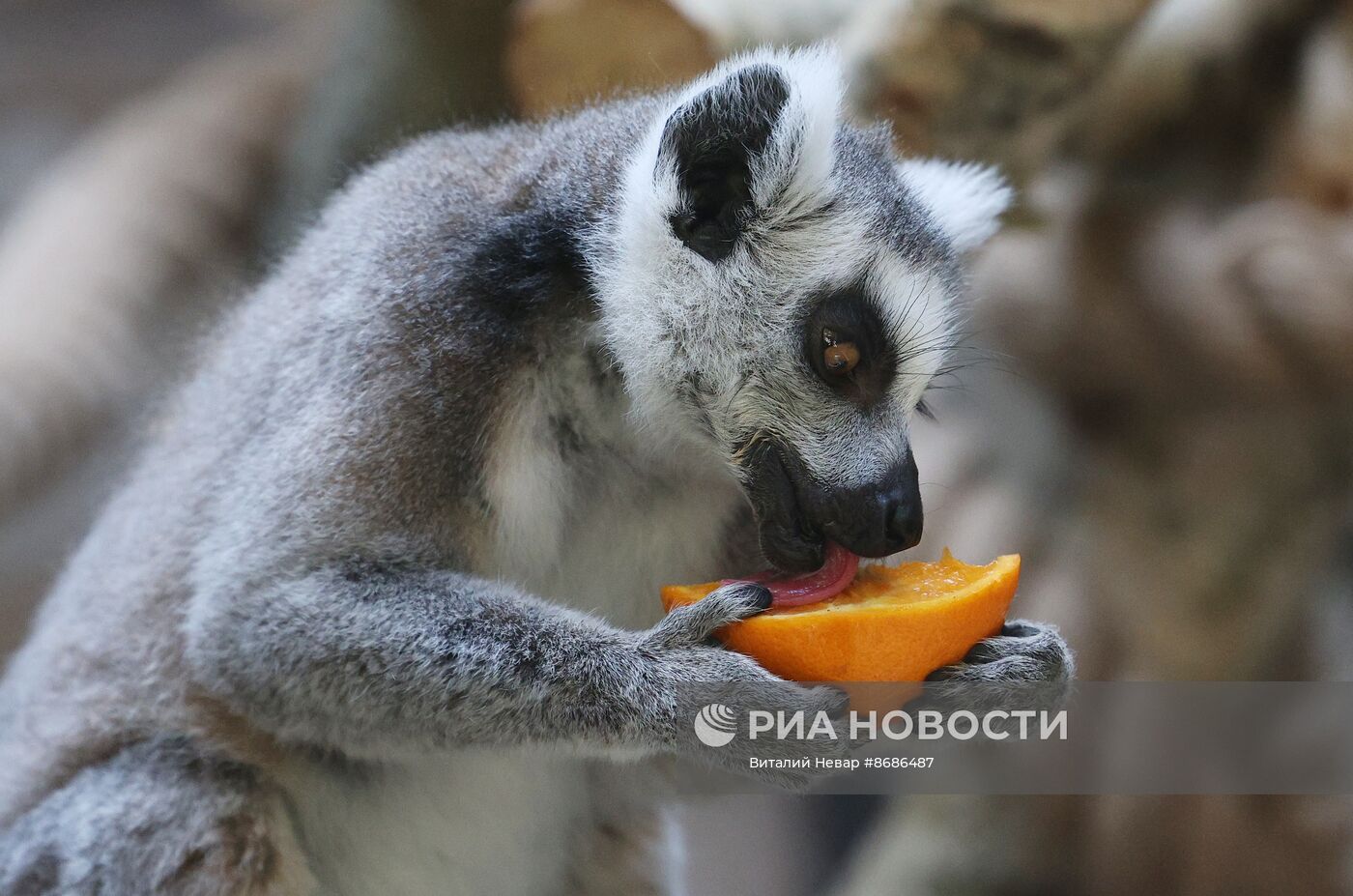 В Калининградский зоопарк впервые привезли кошачьих лемуров