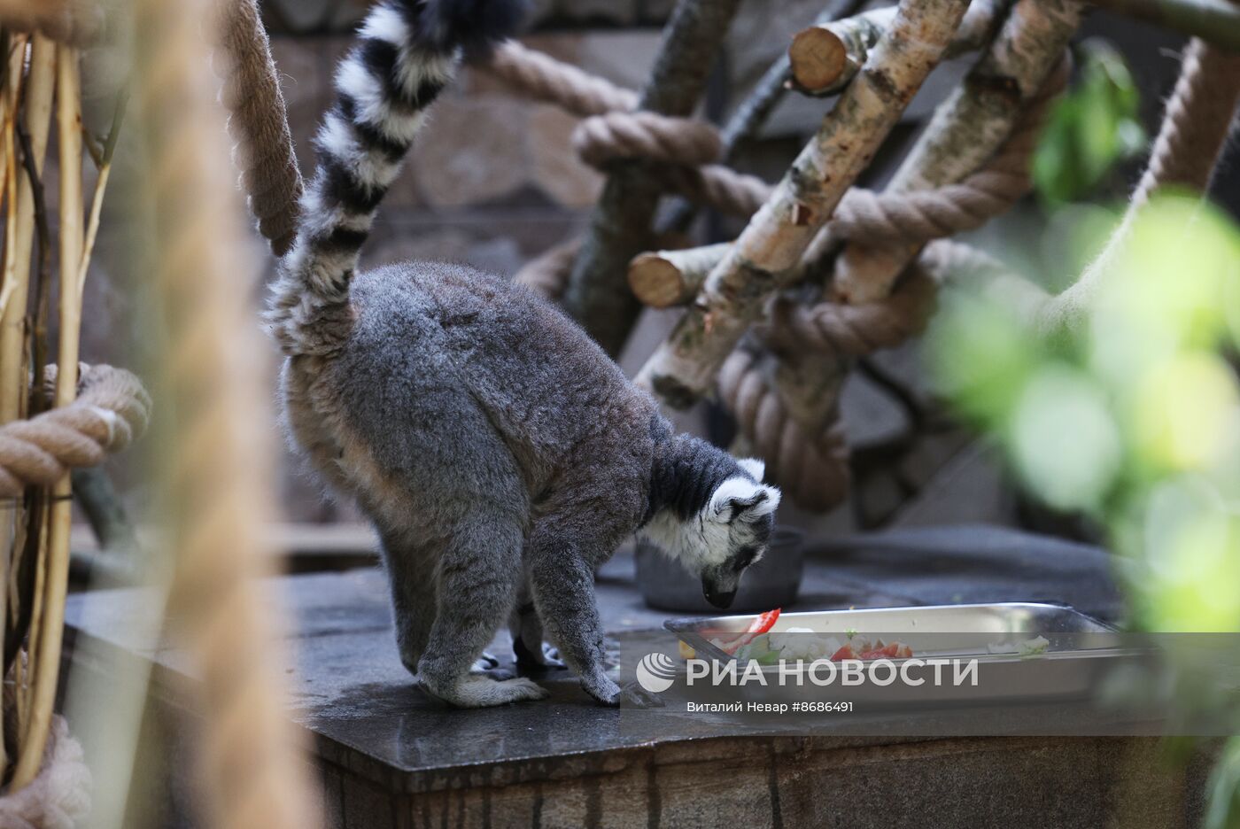 В Калининградский зоопарк впервые привезли кошачьих лемуров