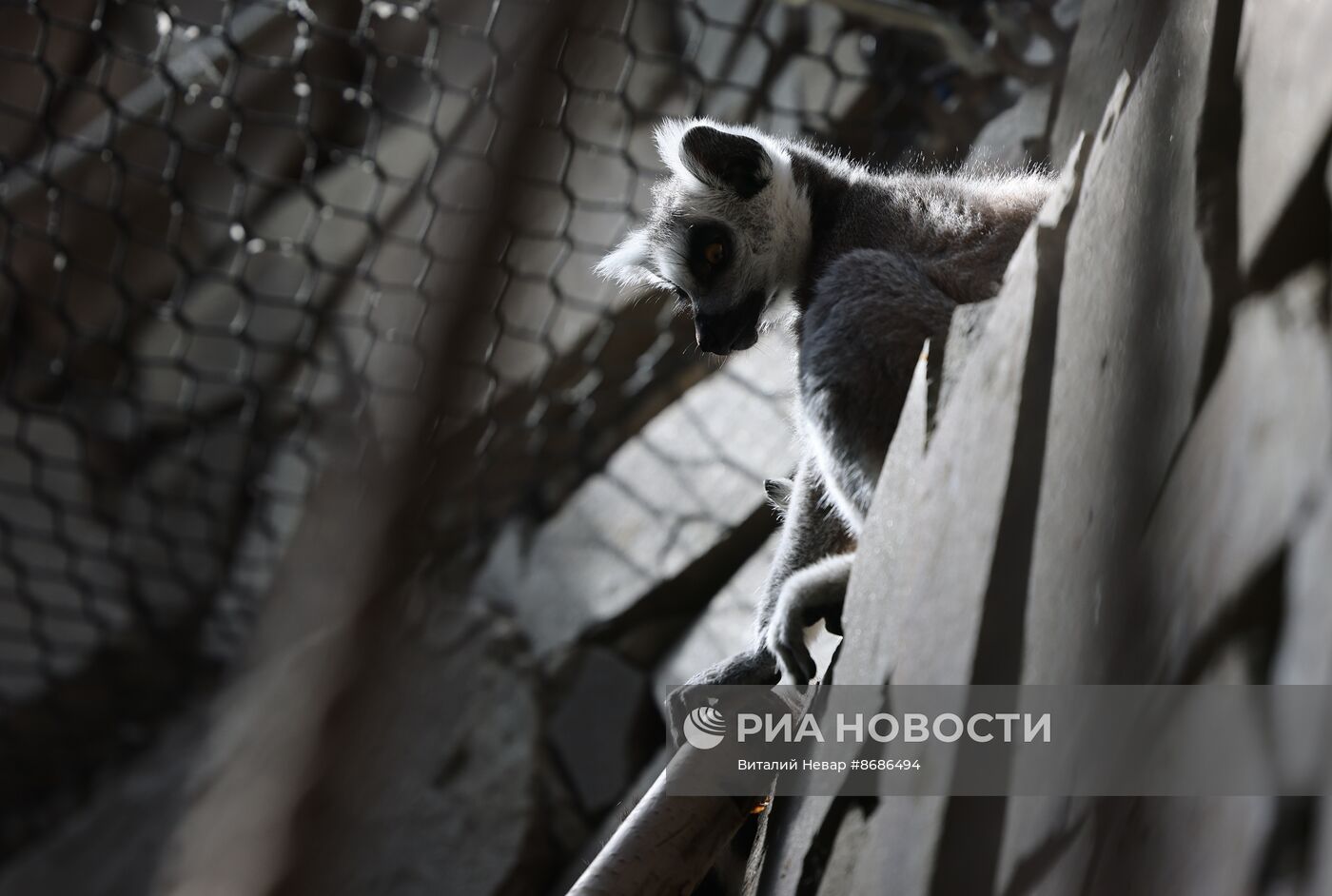 В Калининградский зоопарк впервые привезли кошачьих лемуров