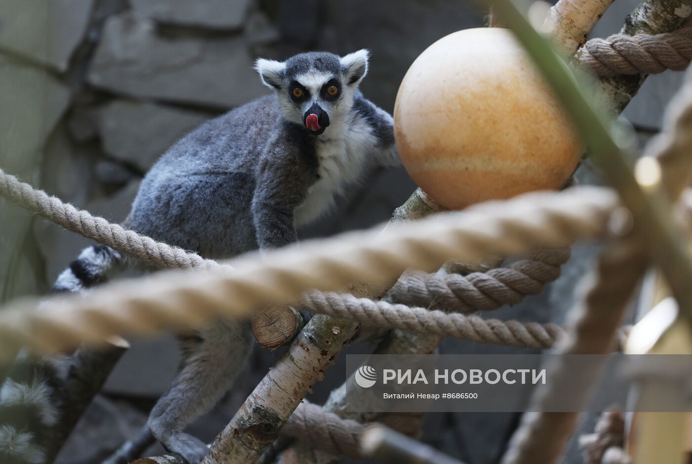 В Калининградский зоопарк впервые привезли кошачьих лемуров