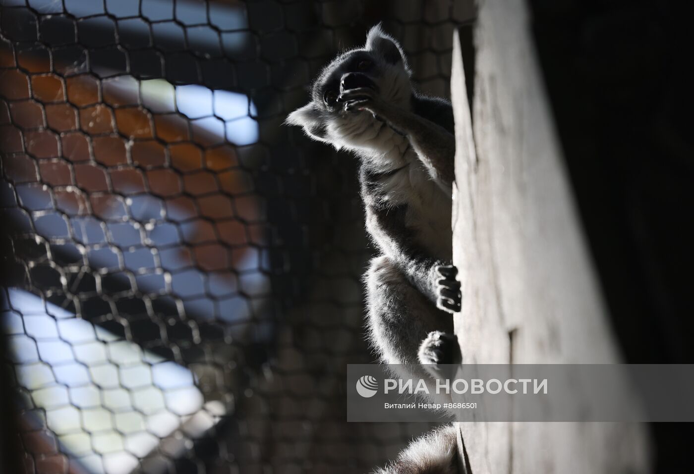 В Калининградский зоопарк впервые привезли кошачьих лемуров