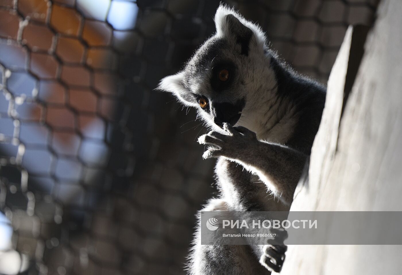 В Калининградский зоопарк впервые привезли кошачьих лемуров