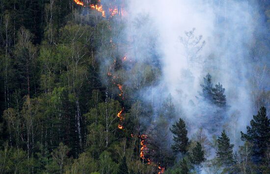 Лесной пожар в Красноярском крае