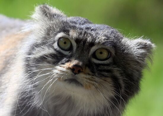 Московский зоопарк