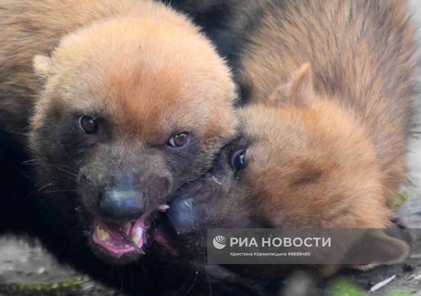 Московский зоопарк