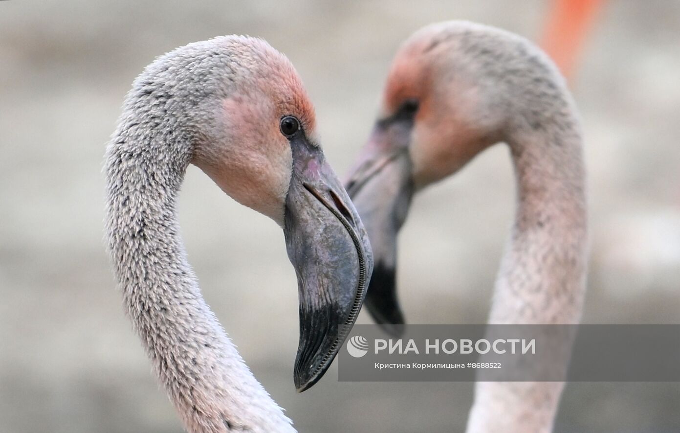 Московский зоопарк