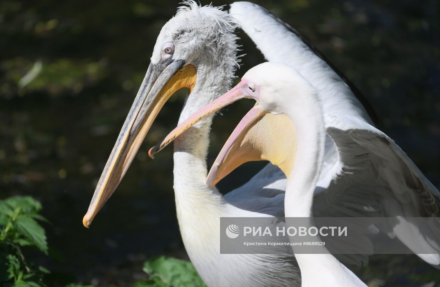 Московский зоопарк