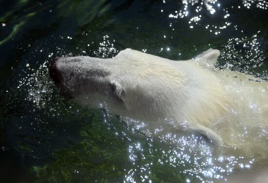 Московский зоопарк