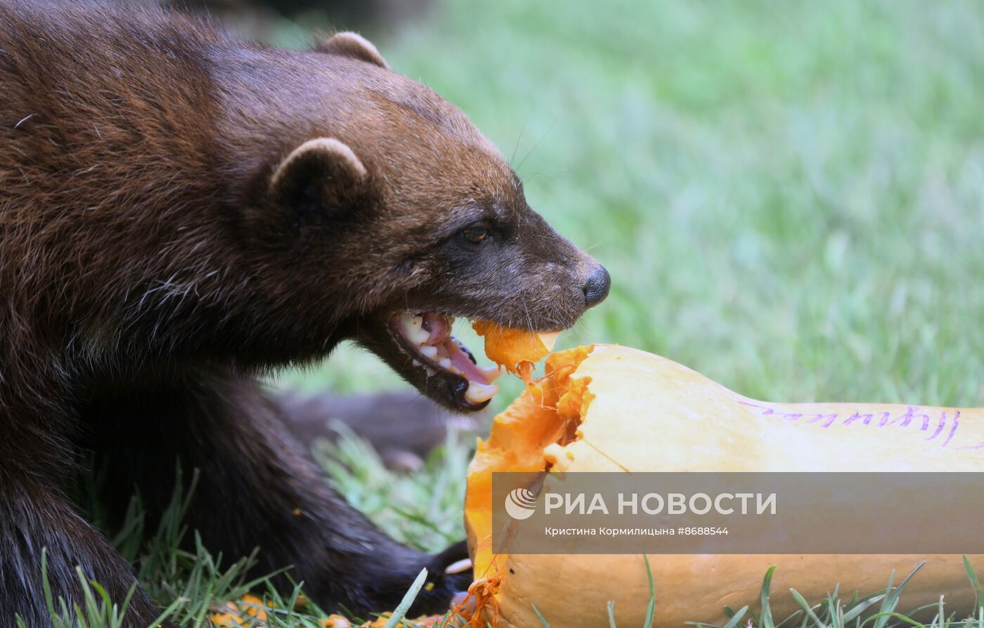 Московский зоопарк