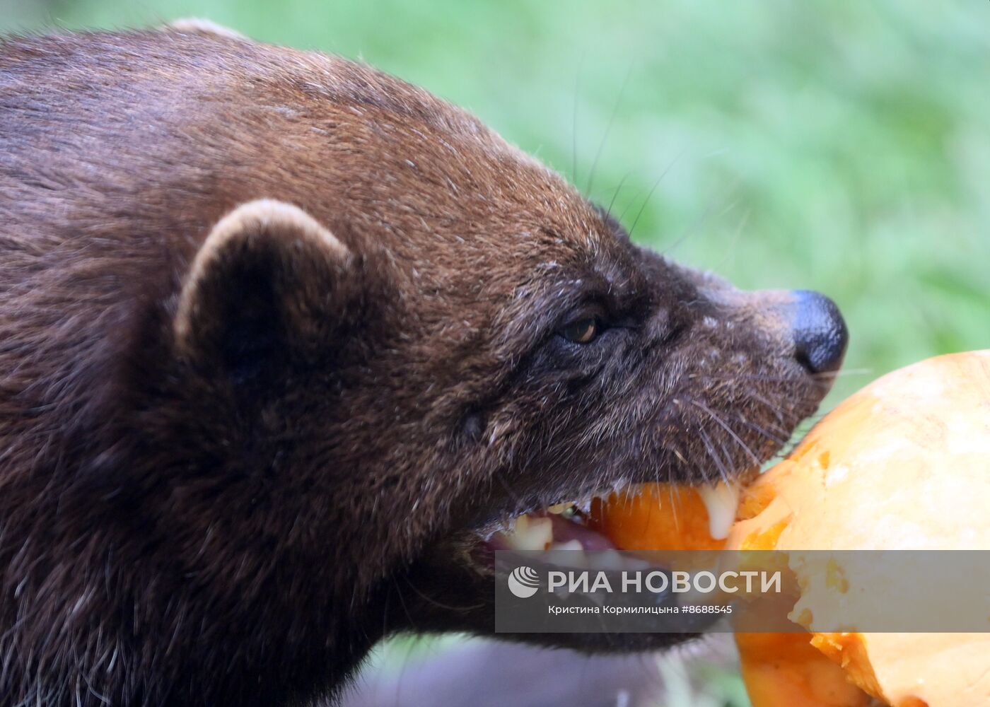 Московский зоопарк