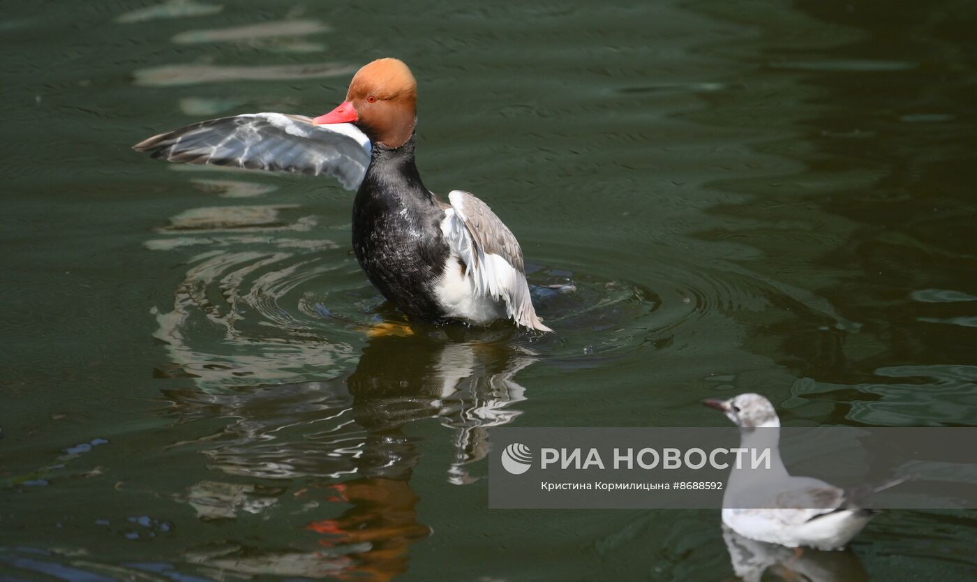 Московский зоопарк