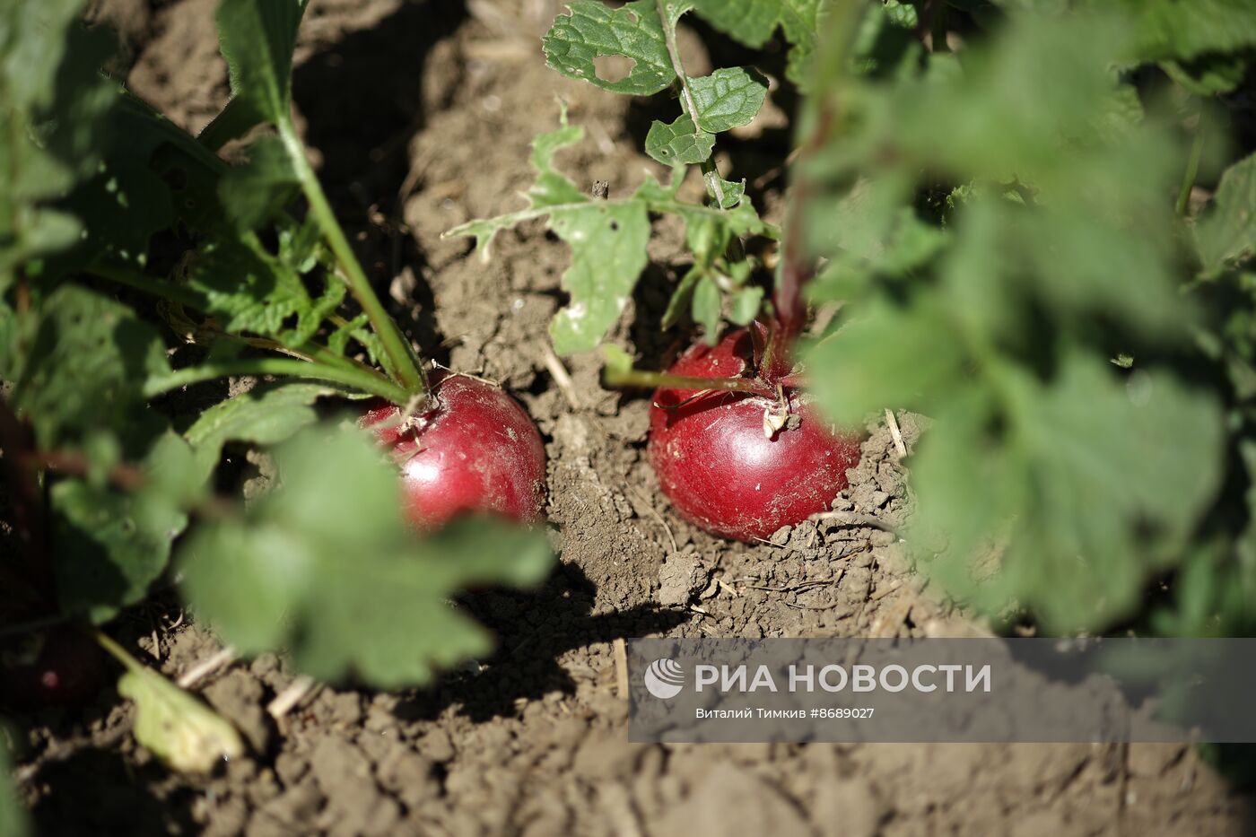 Работа селекционно-семеноводческого центра в Крымске