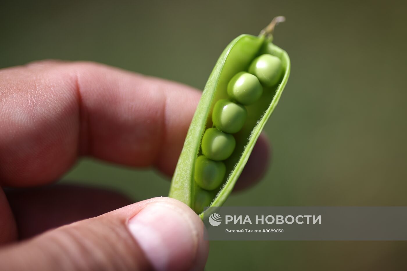 Работа селекционно-семеноводческого центра в Крымске