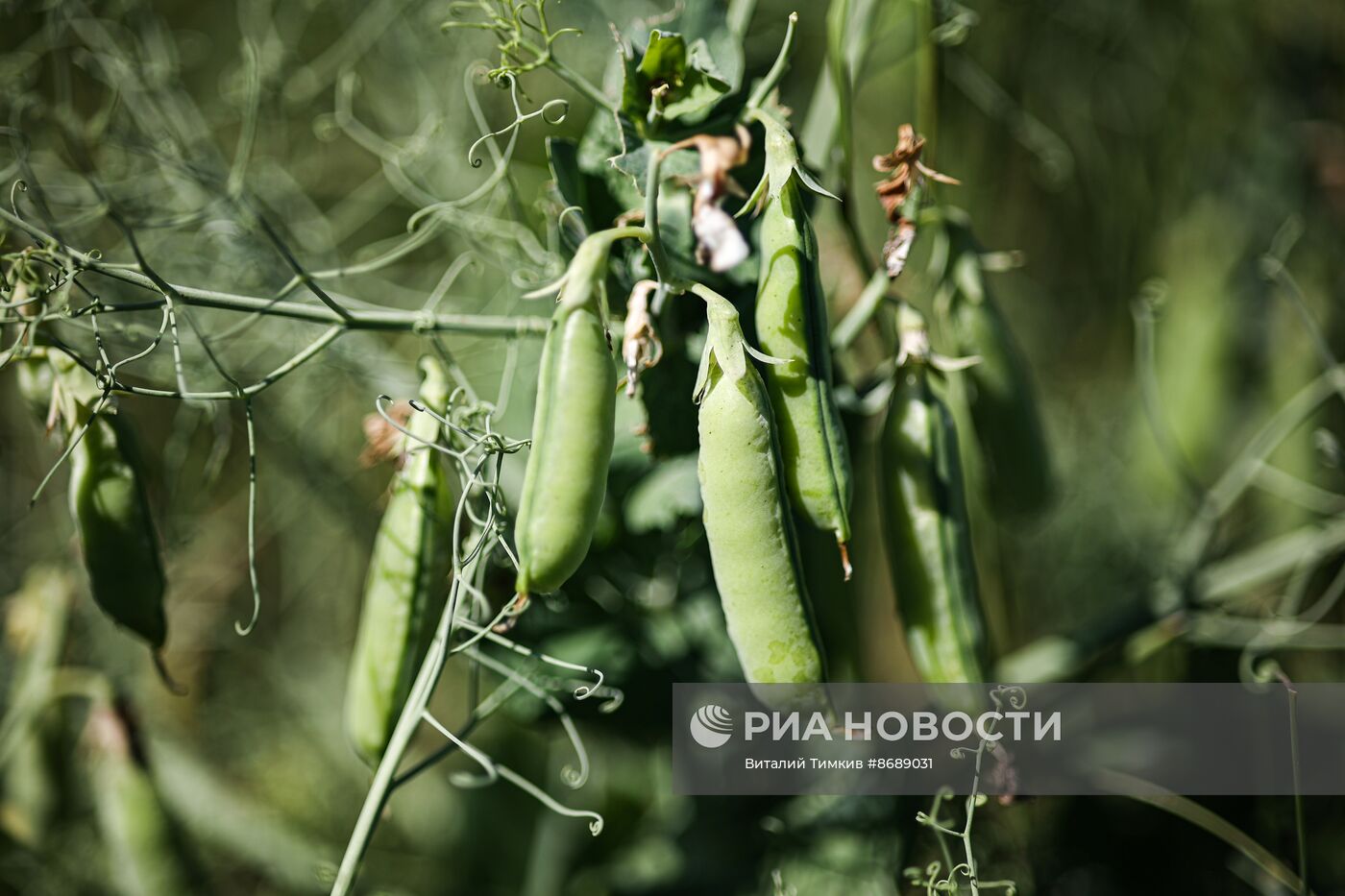 Работа селекционно-семеноводческого центра в Крымске